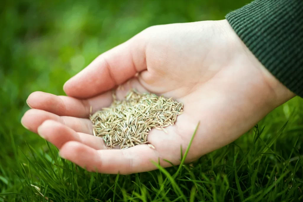 Fertilization & Weed Control in High Point, NC: The Exact Schedule Local Experts Use fertilization and weed control in high point nc