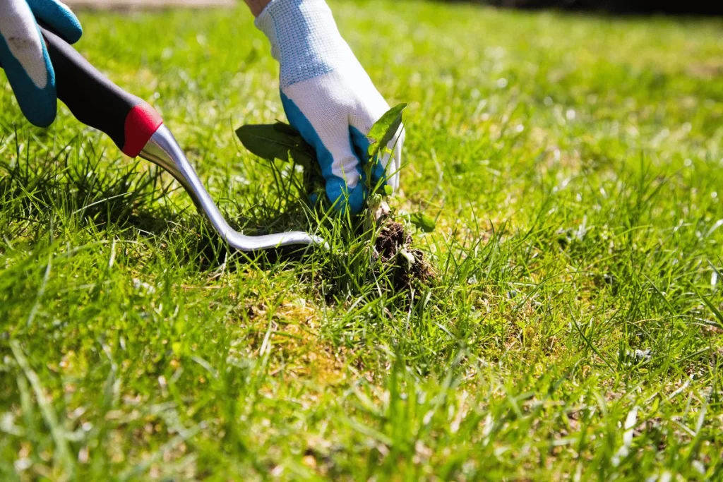 Fertilization & Weed Control in High Point, NC: The Exact Schedule Local Experts Use 1 seasonal lawn care in high point nc